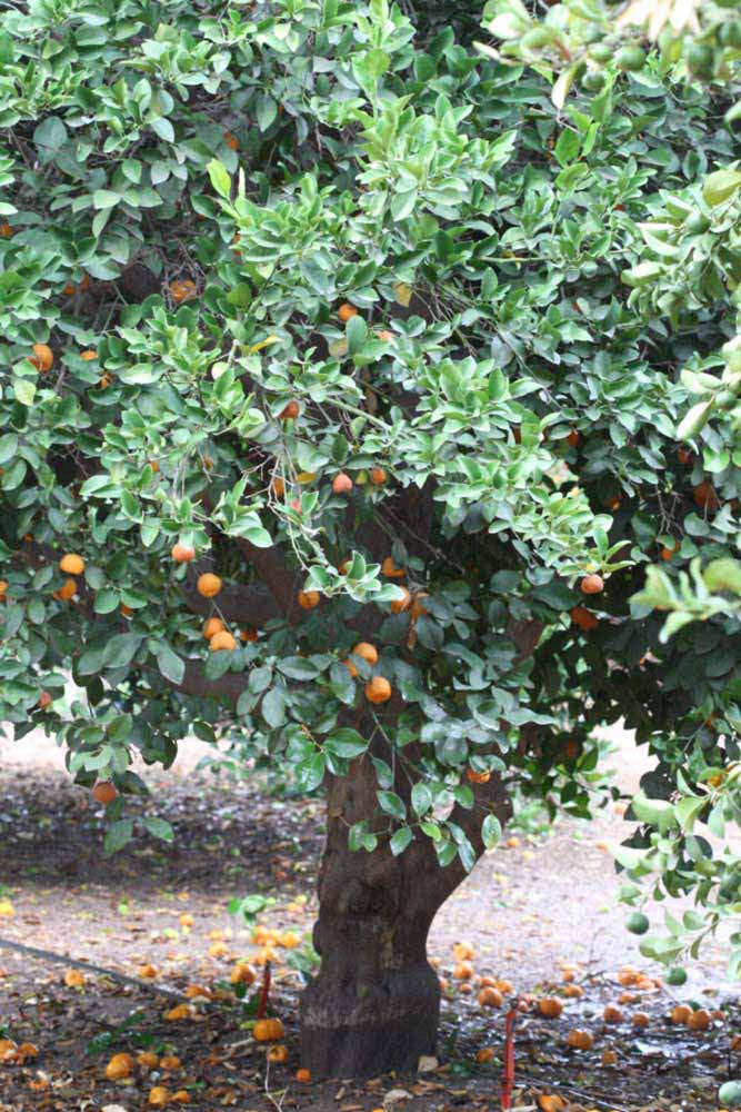            Habit (Riverside, CA)   